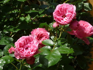 Rose Leonardo da Vinci