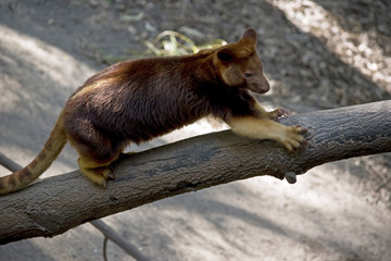 tree kangaroo