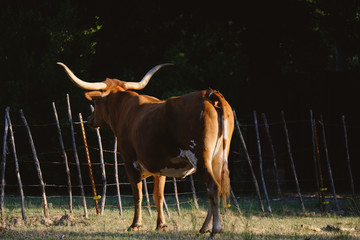 Texas Longhorn cow looks away from farm over barbed wire fence.  
