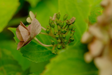 Blüten der Hortensie im Herbst