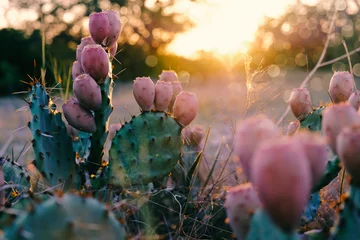 Deurstickers Cactus Cactus in bloei tijdens de landelijke zomerzonsondergang van Texas.