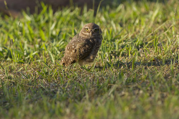 Pretty owl in the field (Athene cunicularia).