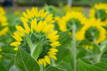 ヒマワリ　後ろ姿