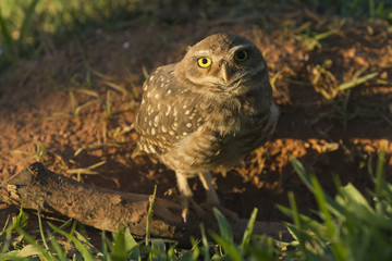 Pretty owl in the field (Athene cunicularia).