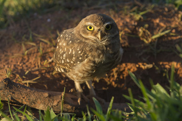 Pretty owl in the field (Athene cunicularia).