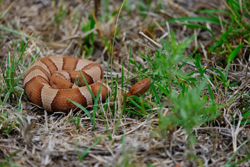 Copperhead snake in grass Texas natural pasture, shows pattern and head closeup.