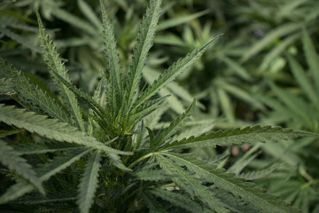 Close up of Marijuana Plant