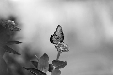 Black and white monarch butterfly on flower