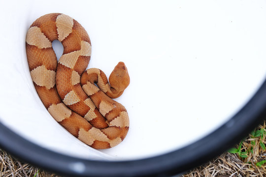 Broad Banded Copperhead Snake Isolated On White Background Shows Pattern View From Above In Detail 