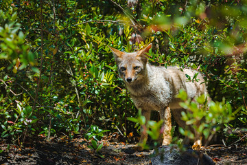 Very shy fox appears among the vegetation on a path of Vicente Perez Rosales National Park, Chile.