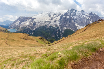 Yellow alpine flower with Marmolada summit  and Fedaia Lake background, Dolomites, Trentino, Italy