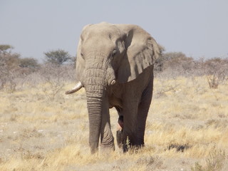 Fototapeta na wymiar Elephant in Etosha