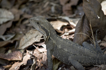 water dragon lizard