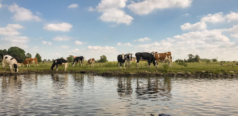 Rinder an einem Ufer