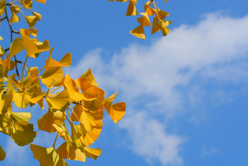 銀杏と空