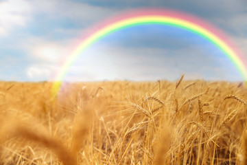 Obraz premium Beautiful view of landscape with rainbow and wheat field