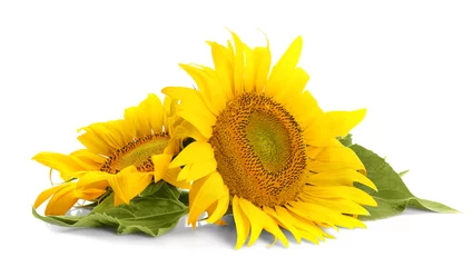 Fototapete Sonnenblumen Schöne Sonnenblumen mit Blättern auf weißem Hintergrund