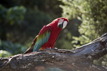 scarlet macaw
