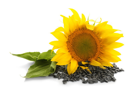Sunflower with leaves and seeds on white background