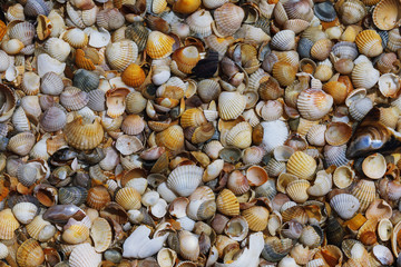 Texture of various sea shells lying on the sand, top view