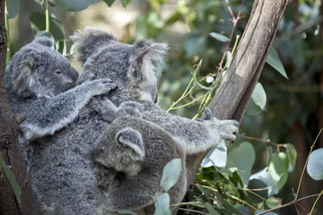 Papier Peint photo Lavable Koala koala and joey