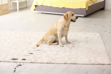 Cute dog leaving muddy paw prints on carpet