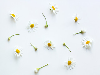 Chamomile flowers Top view Many flowers and buds of chamomile are lying on a white table Photo template in pastel colors