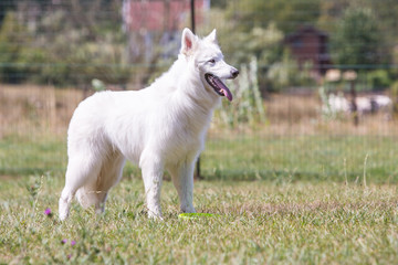 Portrait of swiss white shepherd dog living in Belgium and playing with fresbee
