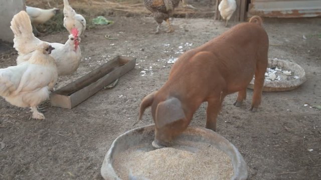 Young red pig of Duroc breed eats crushed grain from aluminum basin along with White Leghorn chickens