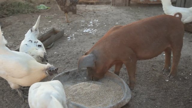 Young red pig of Duroc breed eats crushed grain from aluminum basin along with White Leghorn chickens