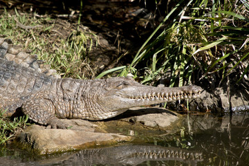 fresh water crocodile