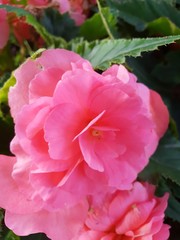 Flower bégonia tubéreux