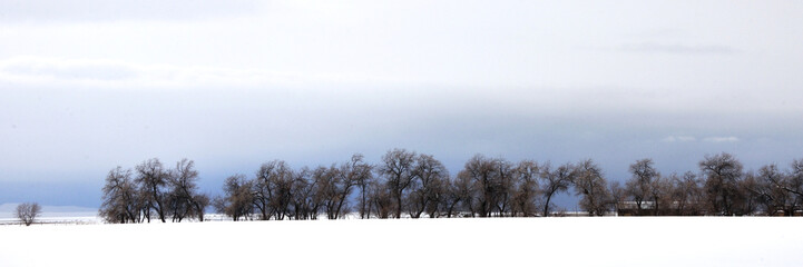 Trees in pasture created a fence line  in the snow covered pasture.
