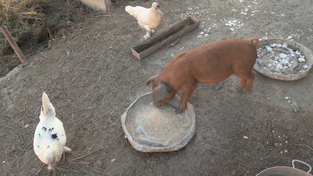 Young red pig of Duroc breed eats crushed grain from aluminum basin along with White Leghorn chickens