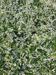 Flower euphorbe glamour