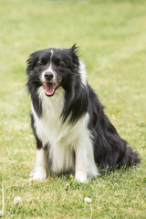 Portrait of border collie dog living in belgium