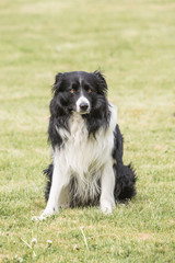 Portrait of border collie dog living in belgium