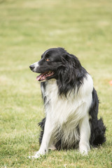 Portrait of border collie dog living in belgium