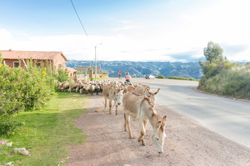burros y ovejas