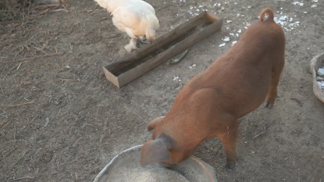 Young red pig of Duroc breed eats crushed grain from aluminum basin along with White Leghorn chickens