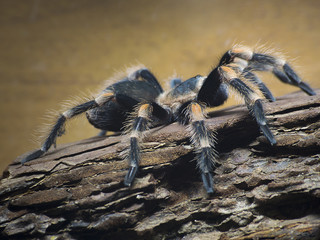 spider brachypelma smithi, age one year