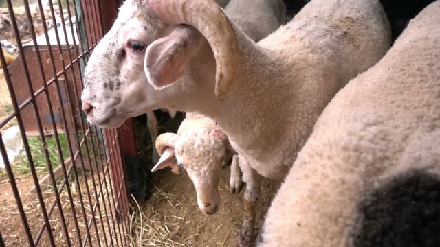 Animal Sheeps in Barn