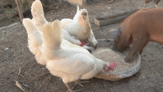 Young red pig of Duroc breed eats crushed grain from aluminum basin along with White Leghorn chickens
