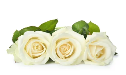 Photo sur Plexiglas Roses Belles roses fraîches sur fond blanc. Symbole funéraire