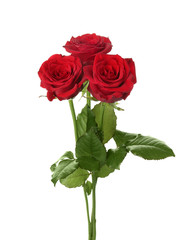 Beautiful red roses on white background. Funeral symbol