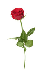 Beautiful red rose on white background. Funeral symbol