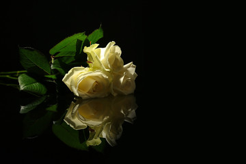 Beautiful white roses on black background. Funeral symbol