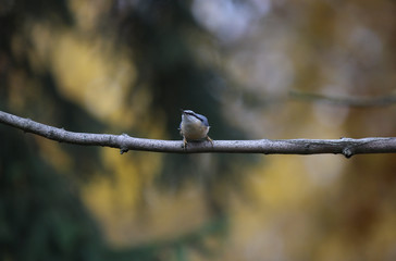 little bird on branch, nuthatch, Poland