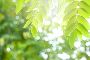 Fototapeta na wymiar Beautiful green leaves on a twig and sunlight in foret.