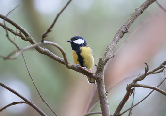 bird on branch , Great Tit Parus major, Poland